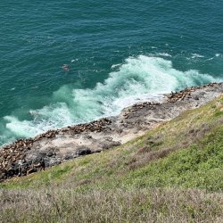 Sea Lions - Northern Oregon coast