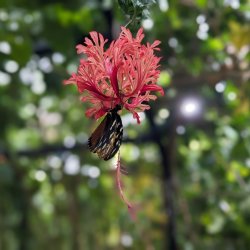 Butterfly on Red Flower