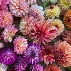 Dahlia Tuber Dividing Workshop