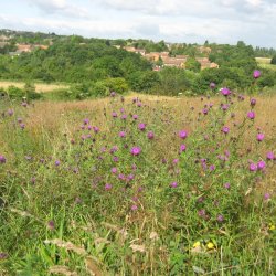View of Carbrook Ravine haymeadows. Photo Credit: Nabil Abbas