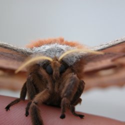 Moth Mania