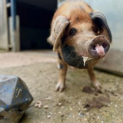 Pig