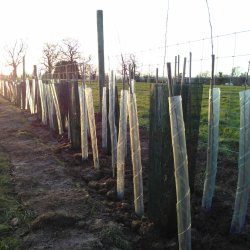 Hedge Planting at Home Farm, Landican