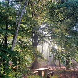 Cannon Hill Woodland