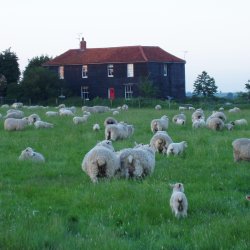 North Fambridge - Blue House Farm - Paul Harriss - Picture of Sheep in front of Blue House Farm taditioonal timber clad building with terracotta tile roof