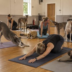 Yoga with Greyhounds