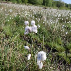 Volunteer Work Day: Blacka Moor