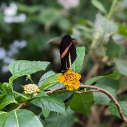 Butterfly on Yellow Flower