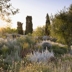 Online Recording: Working With Drought: Planting For Changing Climates Symposium hosted by Tom Stuart-Smith Studio