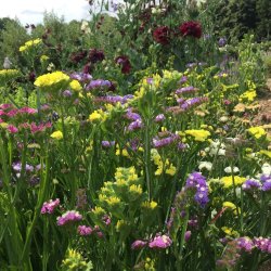 Sustainable Cut-Flower Growing - 20th March 2027 - £90