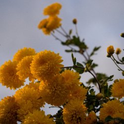 A bush of bright yellow carnations