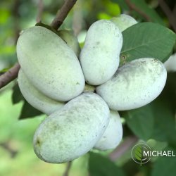 The Tropical Fruit of the North - Pawpaw