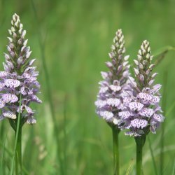 🌸 Orchid Walk at Close Sartfield 🌸