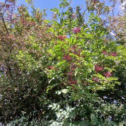 Botanical Skills NI: The Botany of Hedgerows