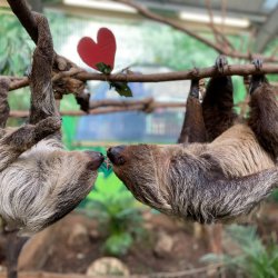 Beauty and the Beasties: Valentines Evening at the Zoo   
