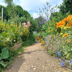 Flowers in a garden