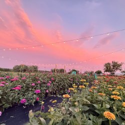Pick-Your-Own Flowers (Sunset Pick)
