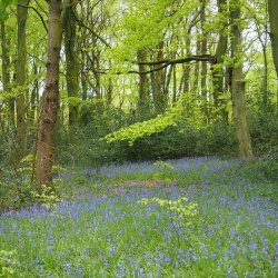 Moss Valley Woodlands - credit Claire Taylor