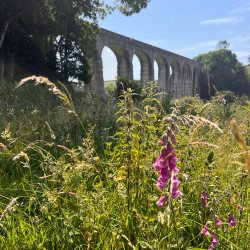 View from field up to the viaduct