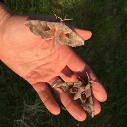 Meet the Moths