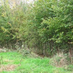 Thornton Wood - removal of Himalayan Balsam and Brambles (multiple dates)