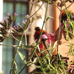 South Ken Climate & Biodiversity Walk (for LFA 2026)