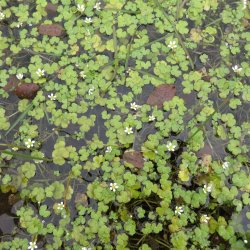 Targeted Aquatic Plant Project: North Slobs, Wexford Sunday 26th July