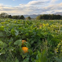 Pumpkins growing in the field at Cultybraggan Farm. The comrie hills are in the distance.