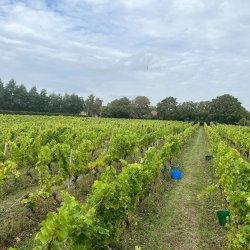 Hazel End Vineyard Tour and Tasting
