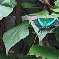 Butterfly on Green Leaf