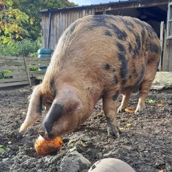 Pig eating a pumpkin