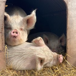 Winter Pig Experience