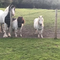 Community Pony Experience day
