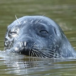 Cornwall Wildlife Trust and Encounter Early Evening Wildlife Kayaking Tour