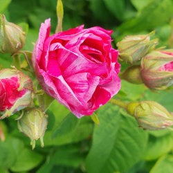 Aromatic Herbs for Women's Health