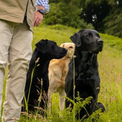 The British Retriever Trophy 2027