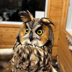 Long-eared Owl