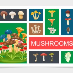 Introduction to Mushroom Identification