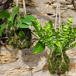 Kokedama Workshop