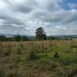 Woodland Maintenance @ Alkincoats Park, Colne