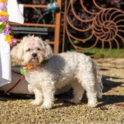 Traders fee for Paws around the park