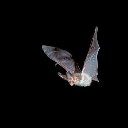 'Identifying Bats in Flight' Booklet