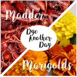 DYE ANOTHER DAY: Madder & Marigolds
