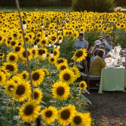 A field of yellow sunflowers with blue sky and white clouds above it. Almost hidden from view, in the middle of the sunflowers are people sat having dinner under twinkling lights.