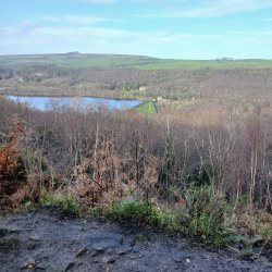 Guided Walk: Winter Tree ID at Wyming Brook