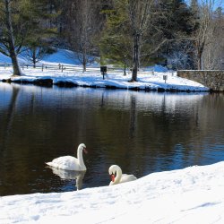 Two swans in a lake surrounded by snow
