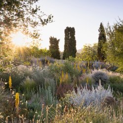 Working With Drought: Planting For Changing Climates hosted by Tom Stuart-Smith Studio