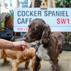 Cocker Spaniel Cafe Halloween - Newcastle