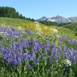 3 Hour Judd Falls Interpretive Wildflower Hike