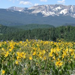 Picture of wildflowers